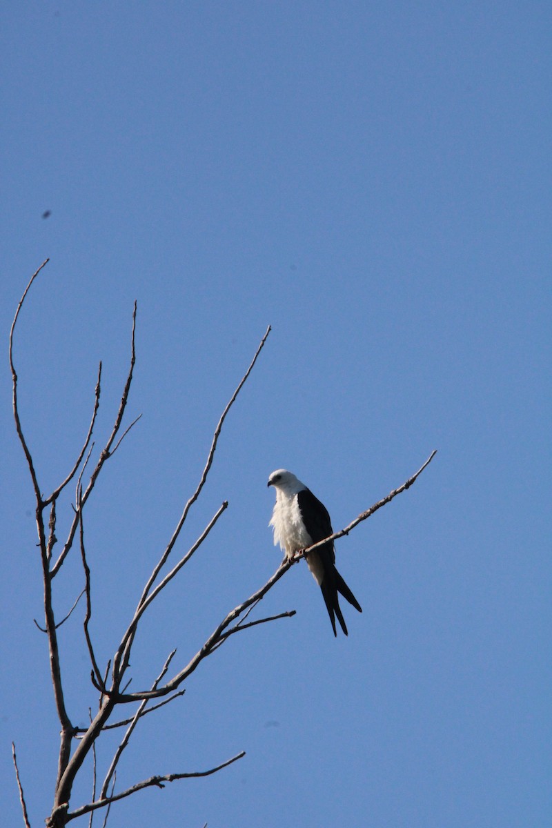 Swallow-tailed Kite - ML641303886