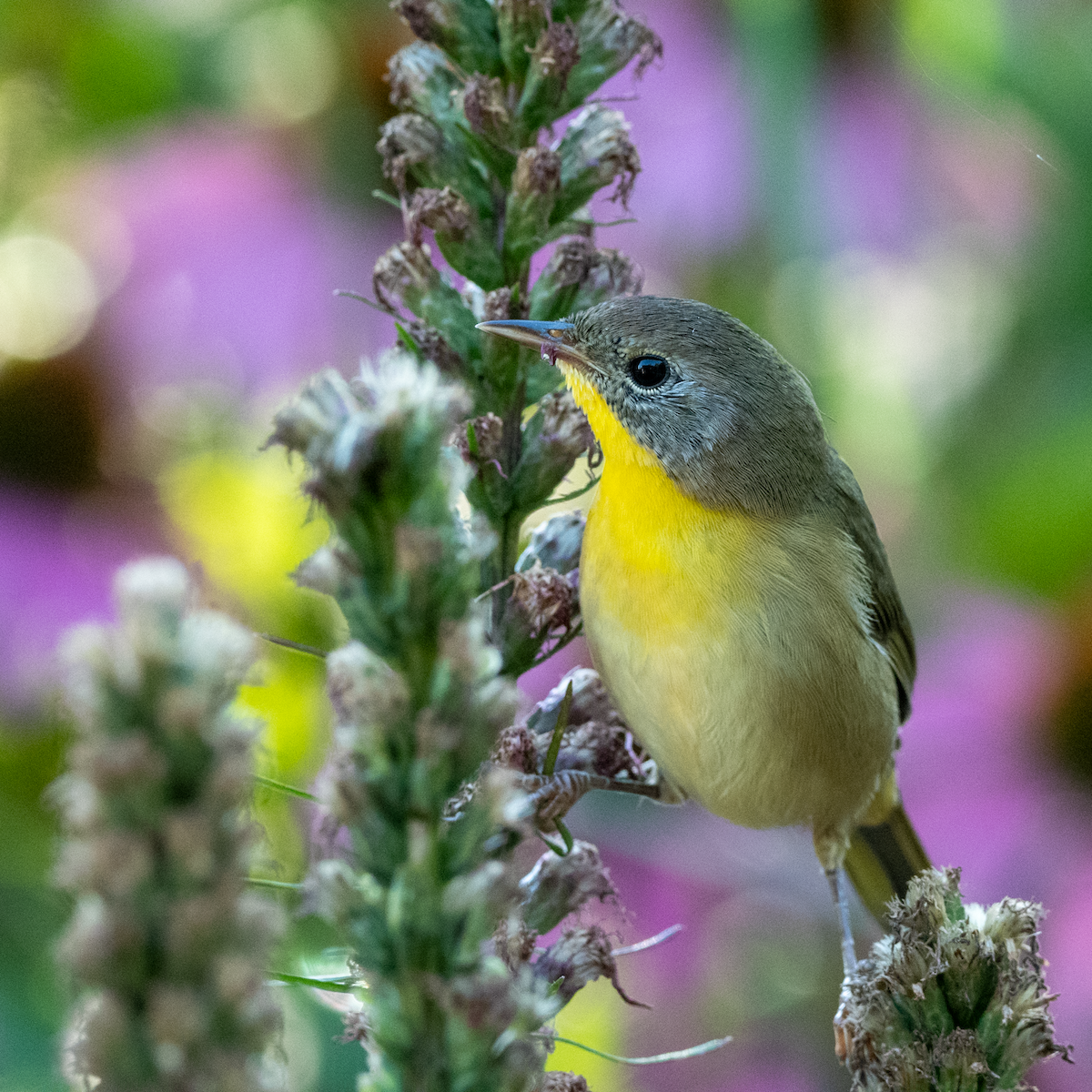 Common Yellowthroat - ML641303914