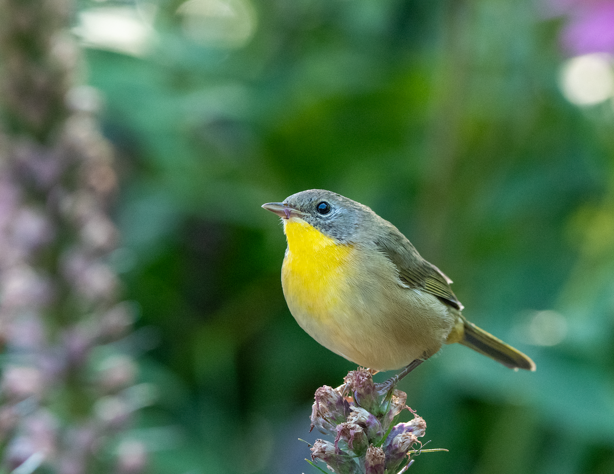 Common Yellowthroat - ML641303919