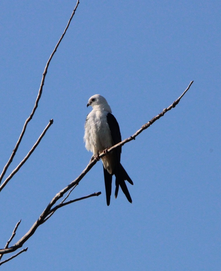 Swallow-tailed Kite - ML641303923