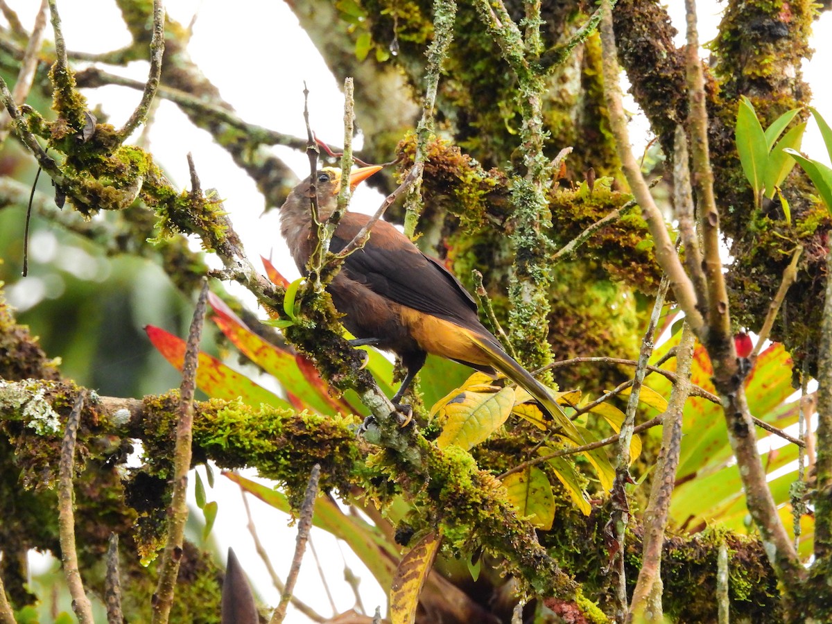 Russet-backed Oropendola - ML641303975