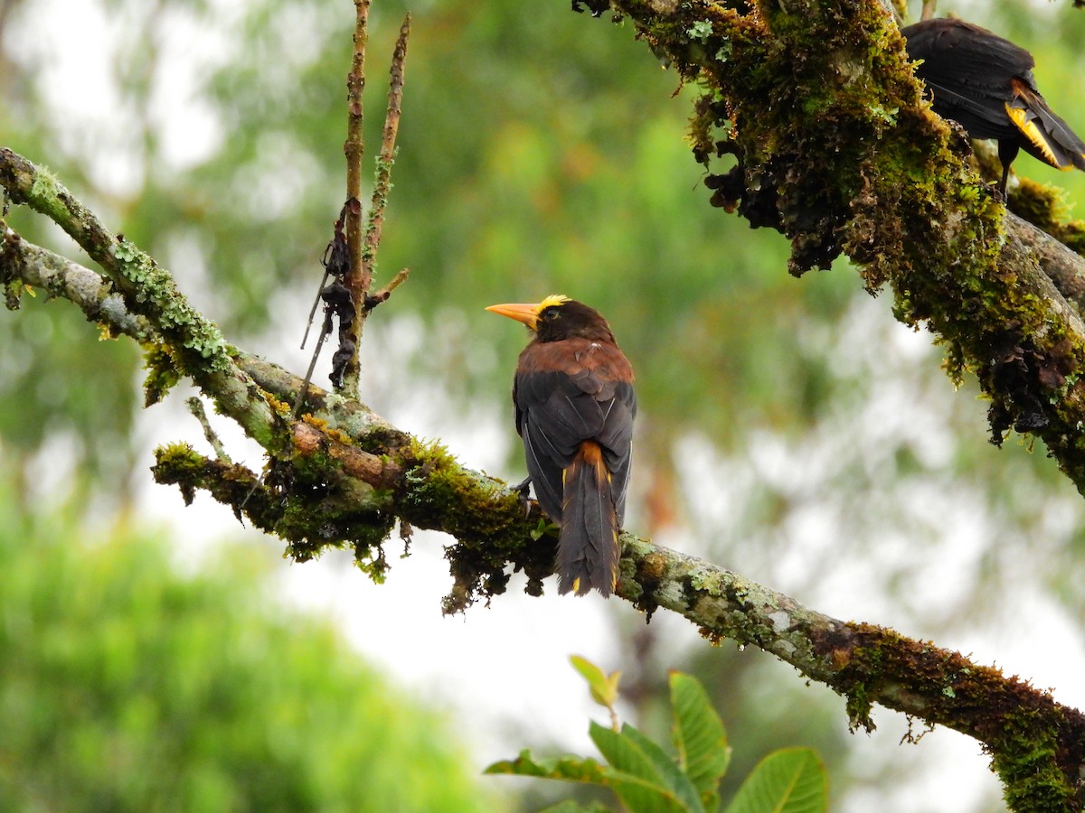 Russet-backed Oropendola - ML641303976