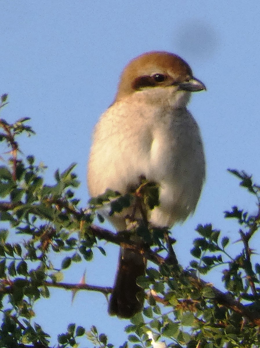 Red-tailed Shrike - ML641304027