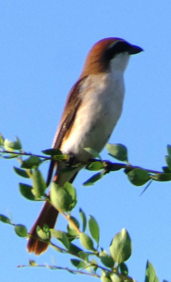 Red-tailed Shrike - ML641304028