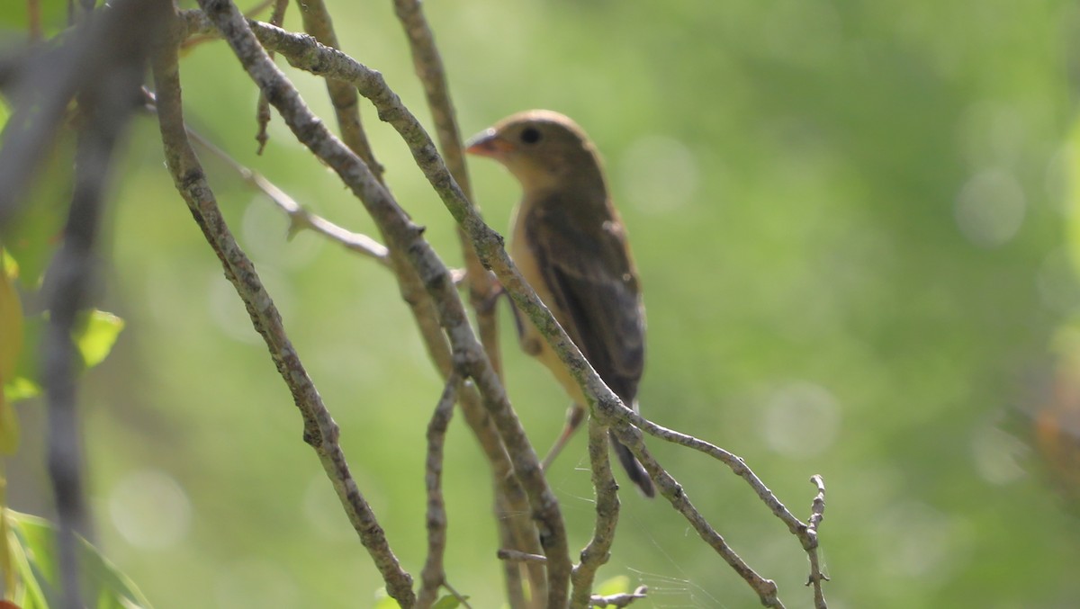 Indigo Bunting - ML641304030