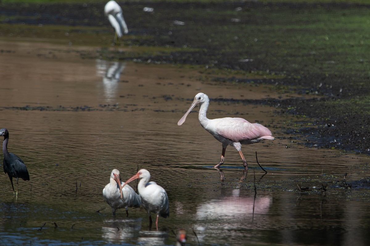 Roseate Spoonbill - ML641304032