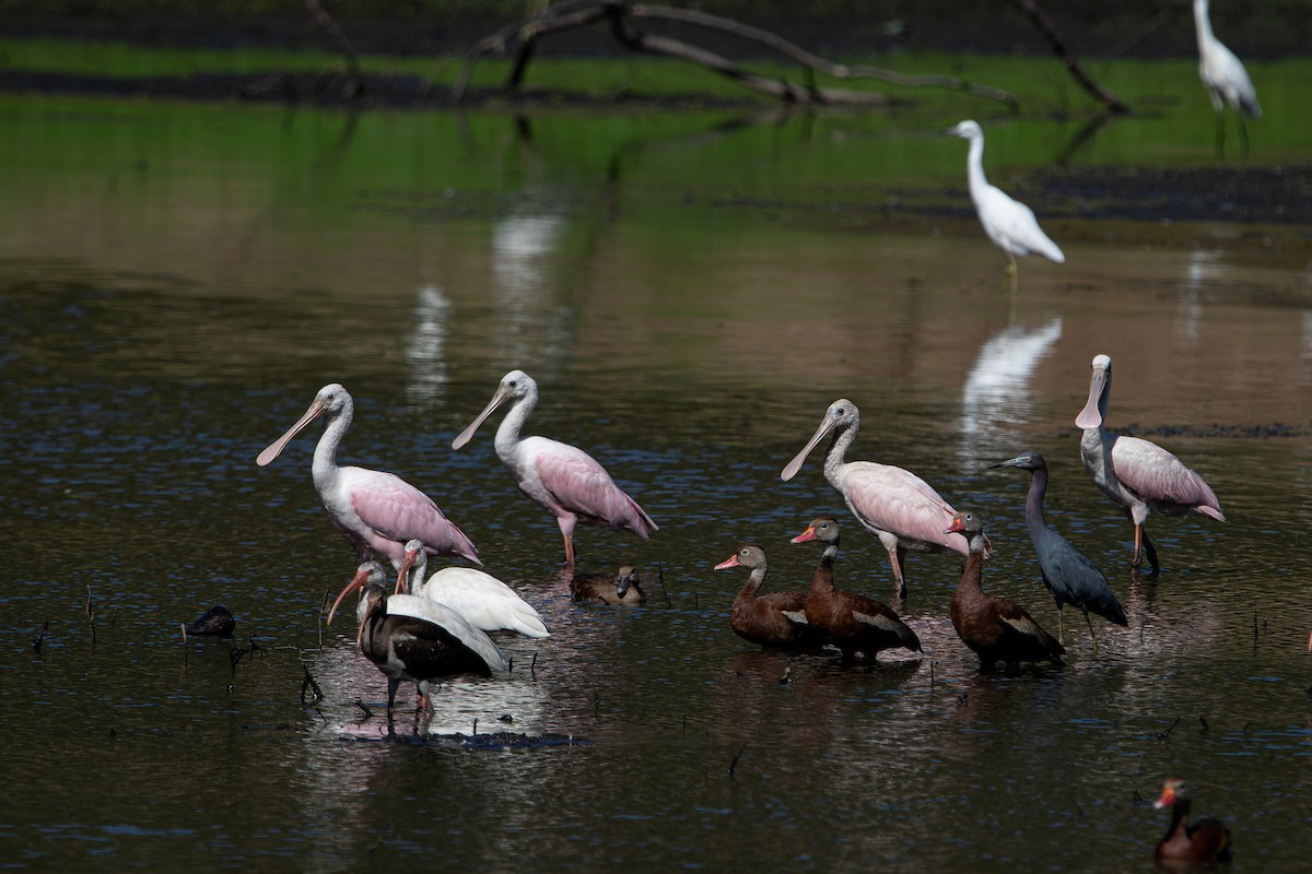 Roseate Spoonbill - ML641304036