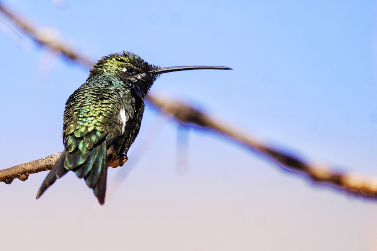 Blue-tufted Starthroat - ML641304038