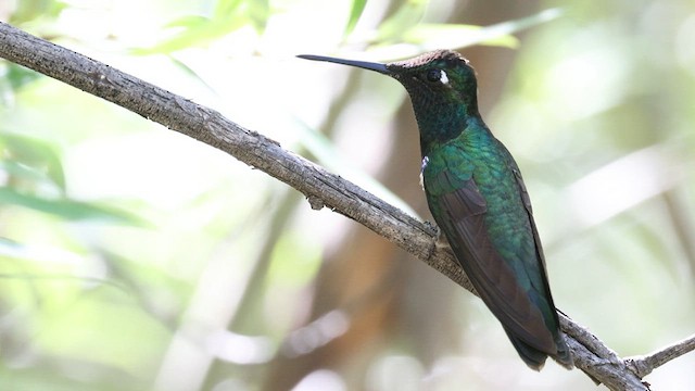 Rivoli's Hummingbird - ML641304043