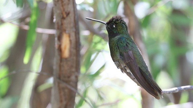 Rivoli's Hummingbird - ML641304044
