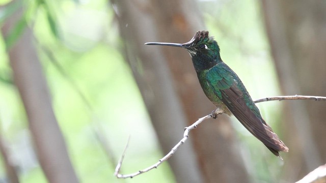 Rivoli's Hummingbird - ML641304045