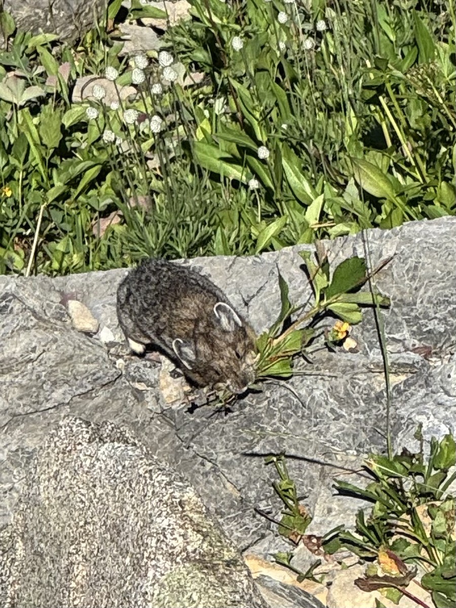 Animals - ML641304046