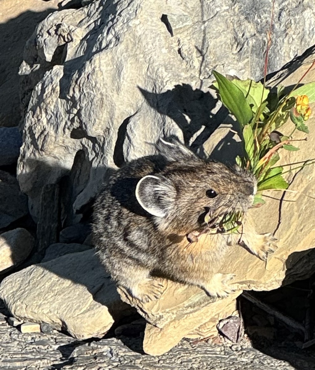American Pika - ML641304047