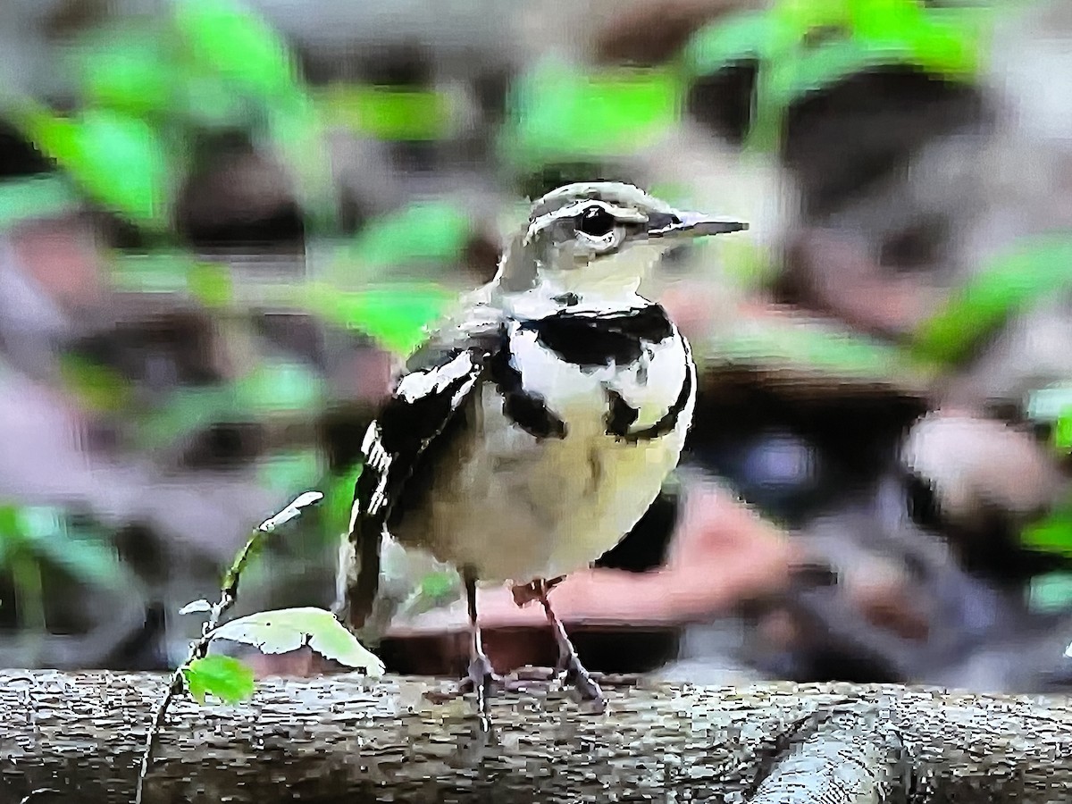 Forest Wagtail - ML641304052