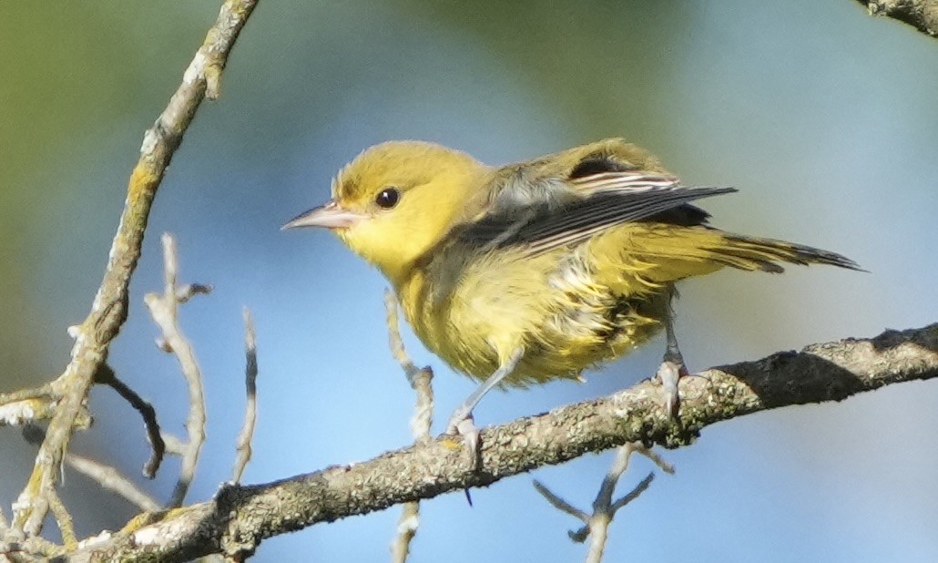 Orchard Oriole - ML641304117