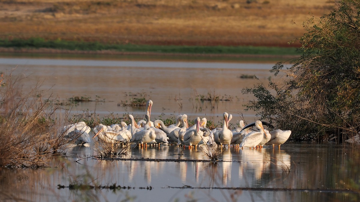 American White Pelican - ML641304125