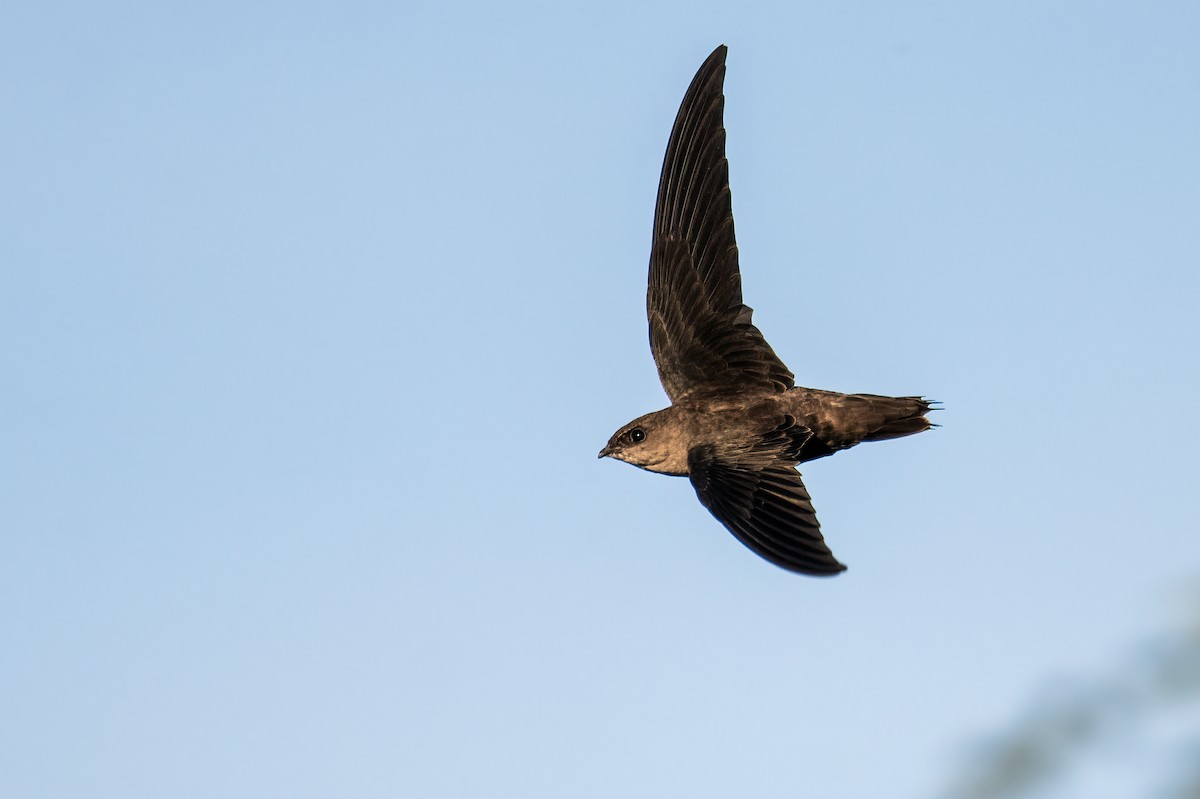 Chimney Swift - ML641304153