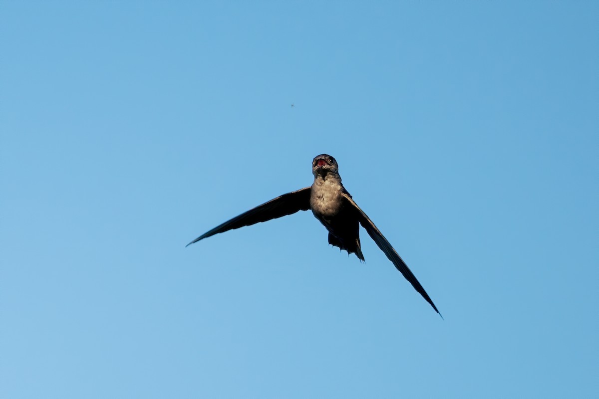 Chimney Swift - ML641304154
