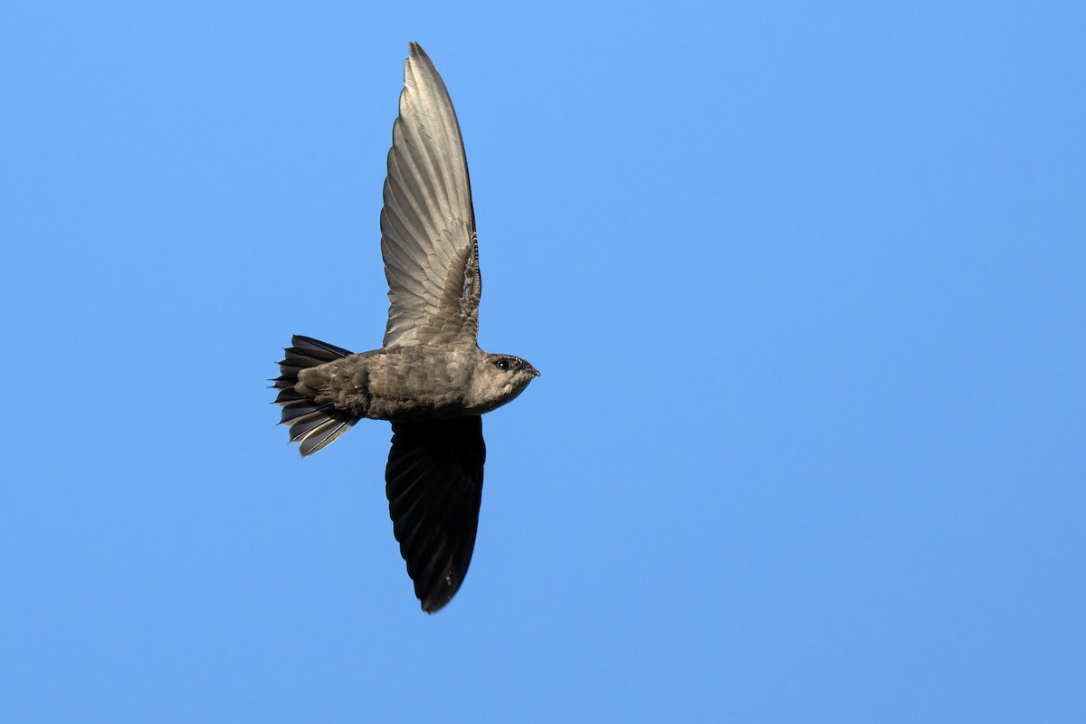 Chimney Swift - ML641304155