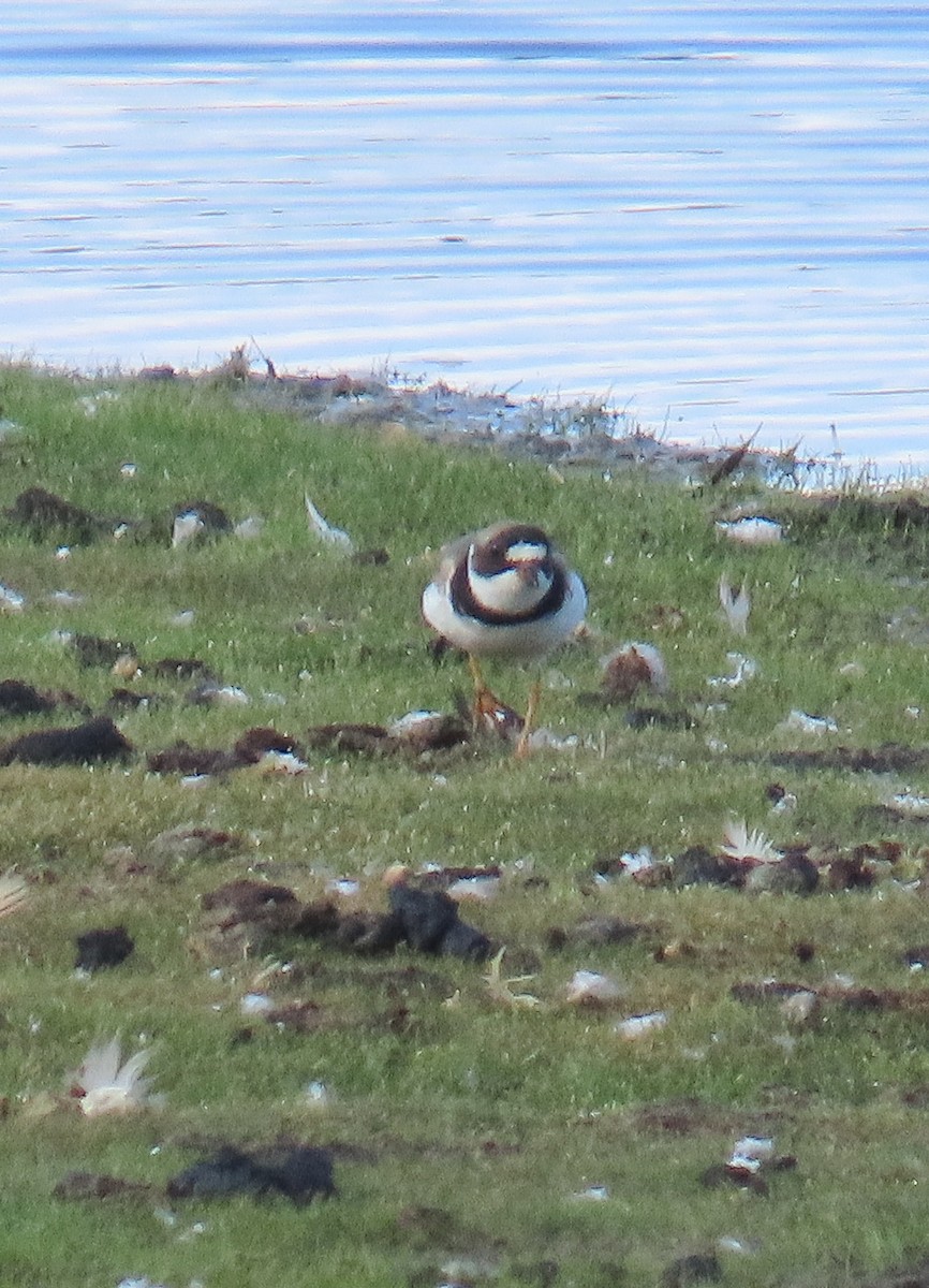Semipalmated Plover - ML641304160