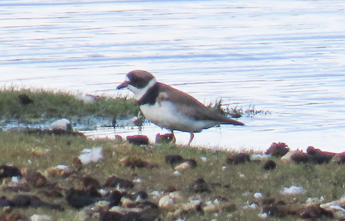 Semipalmated Plover - ML641304161