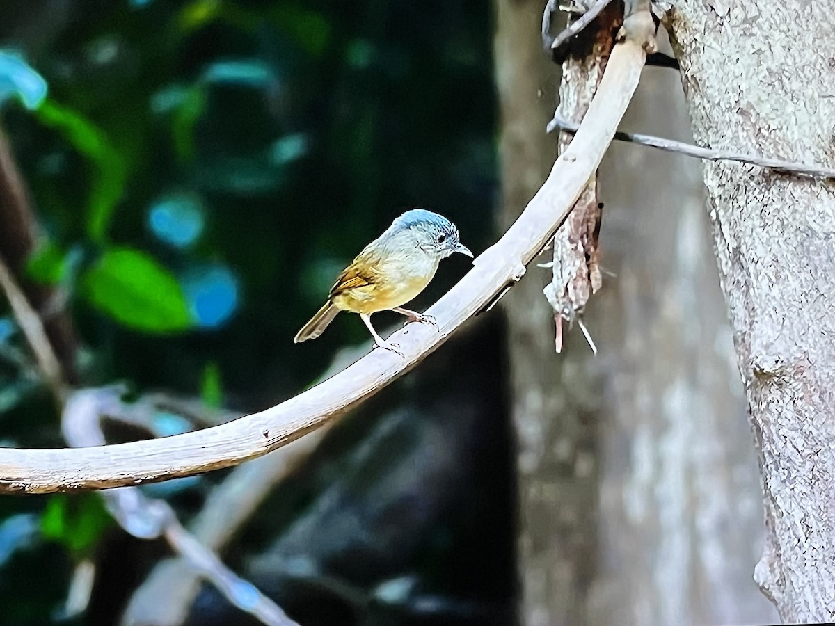 Brown-cheeked Fulvetta - ML641304176