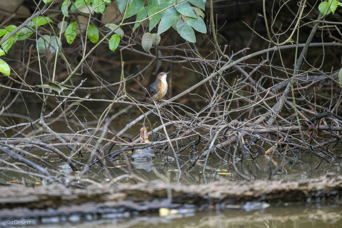 Silberameisenschnäpper - ML641304187