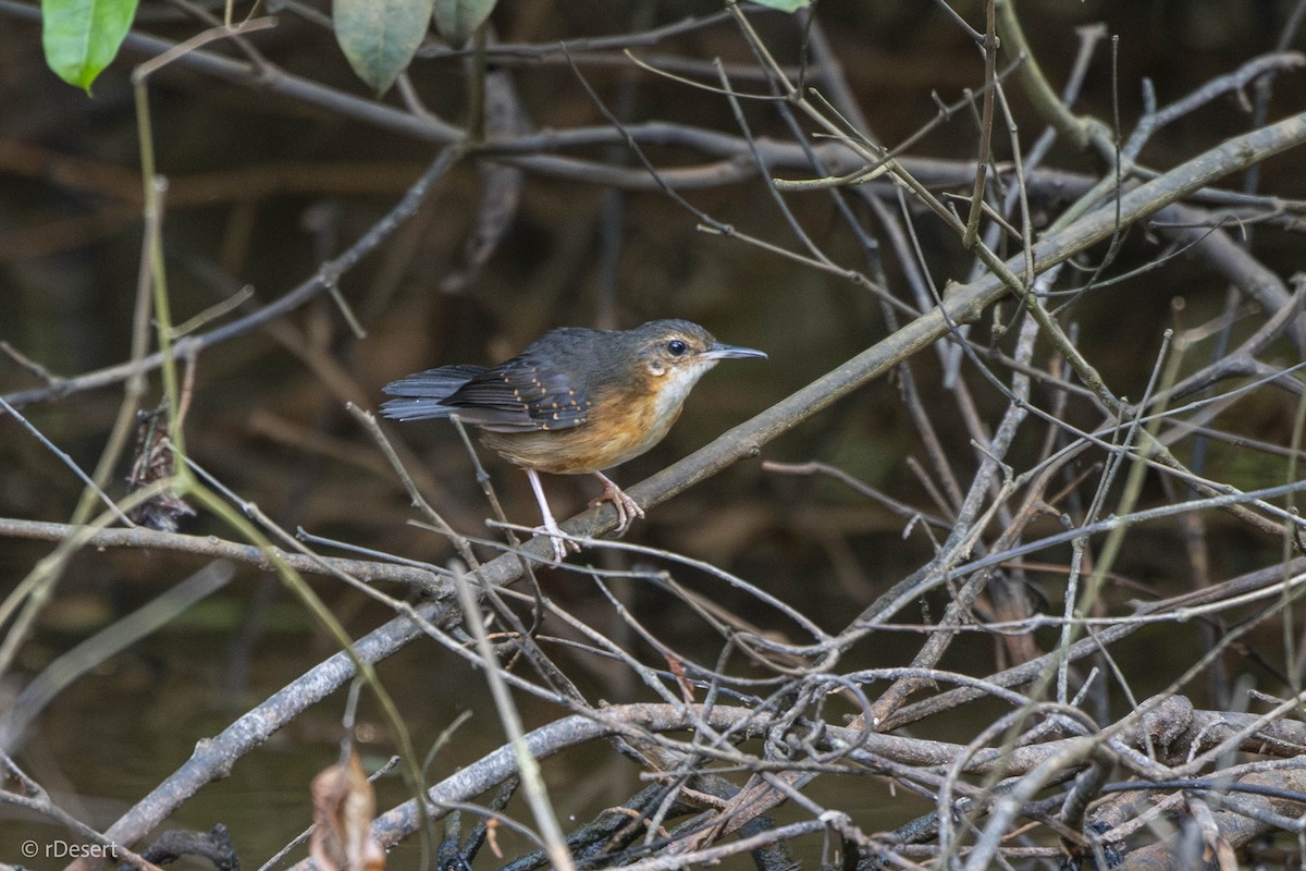 Silberameisenschnäpper - ML641304188