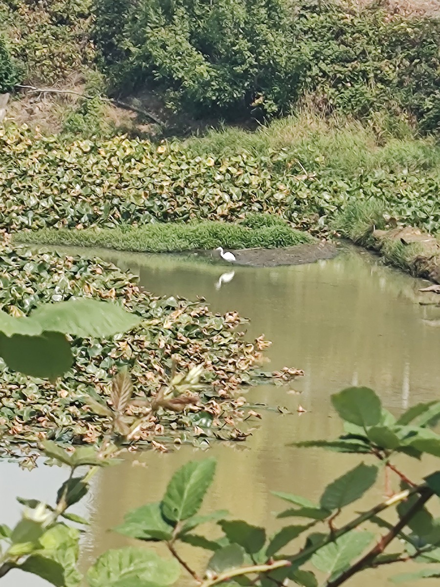 大白鷺 - ML641304200