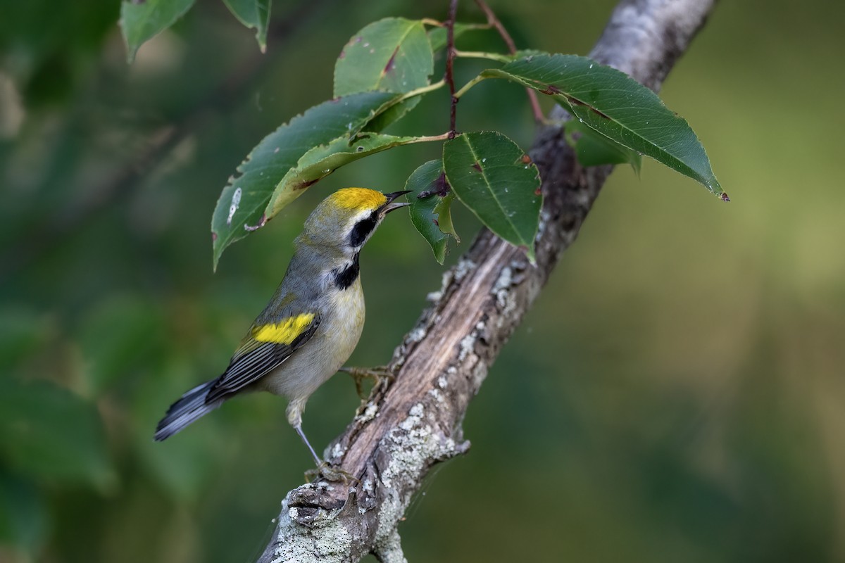 Golden-winged Warbler - ML641304209