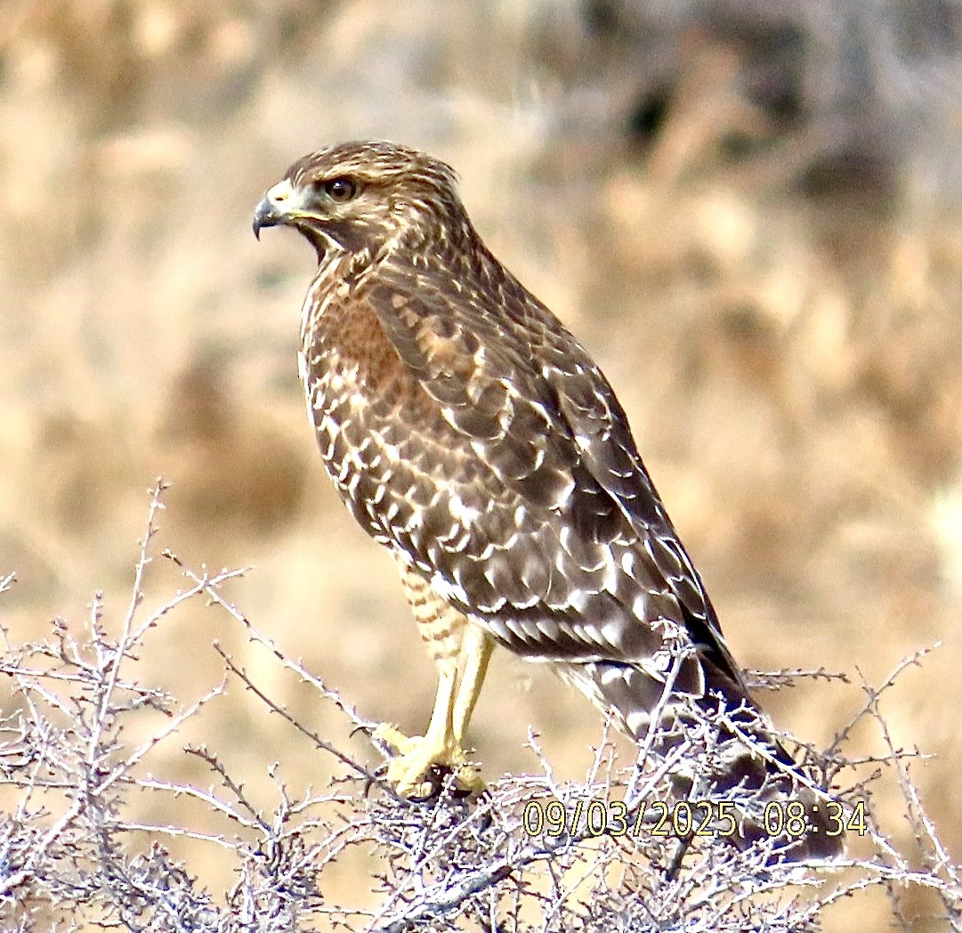 Red-shouldered Hawk - ML641304213