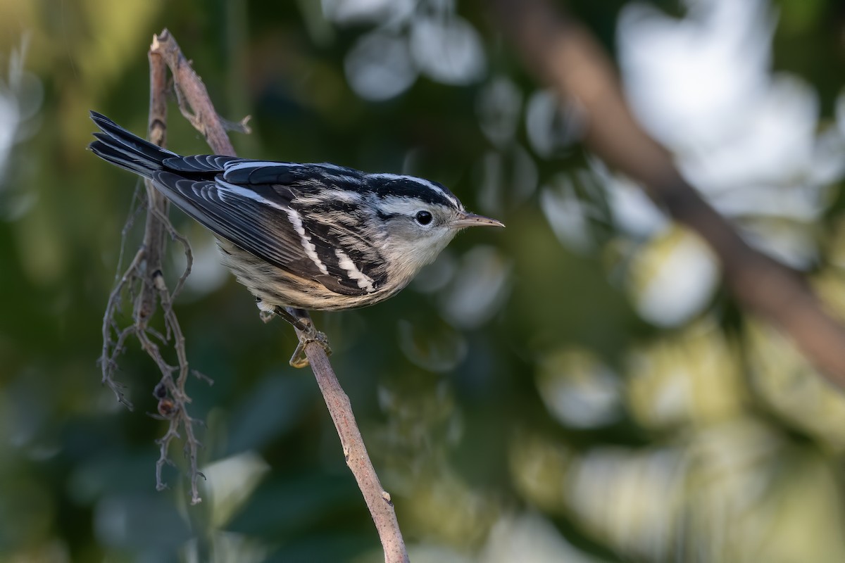 Black-and-white Warbler - ML641304220