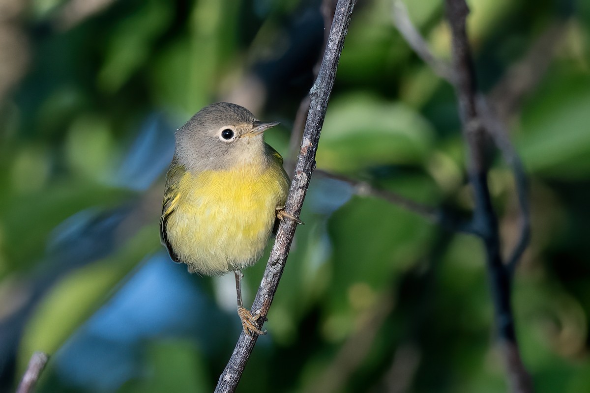 Nashville Warbler - ML641304232