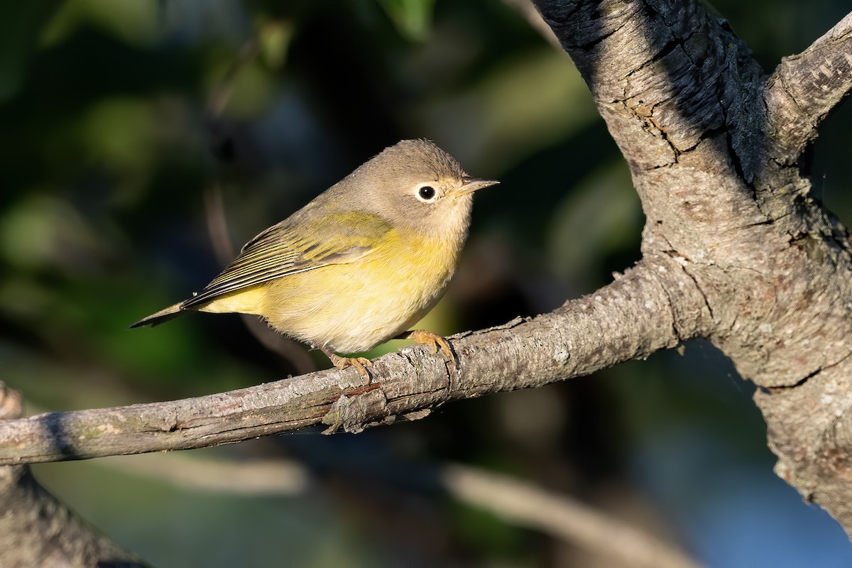 Nashville Warbler - ML641304234