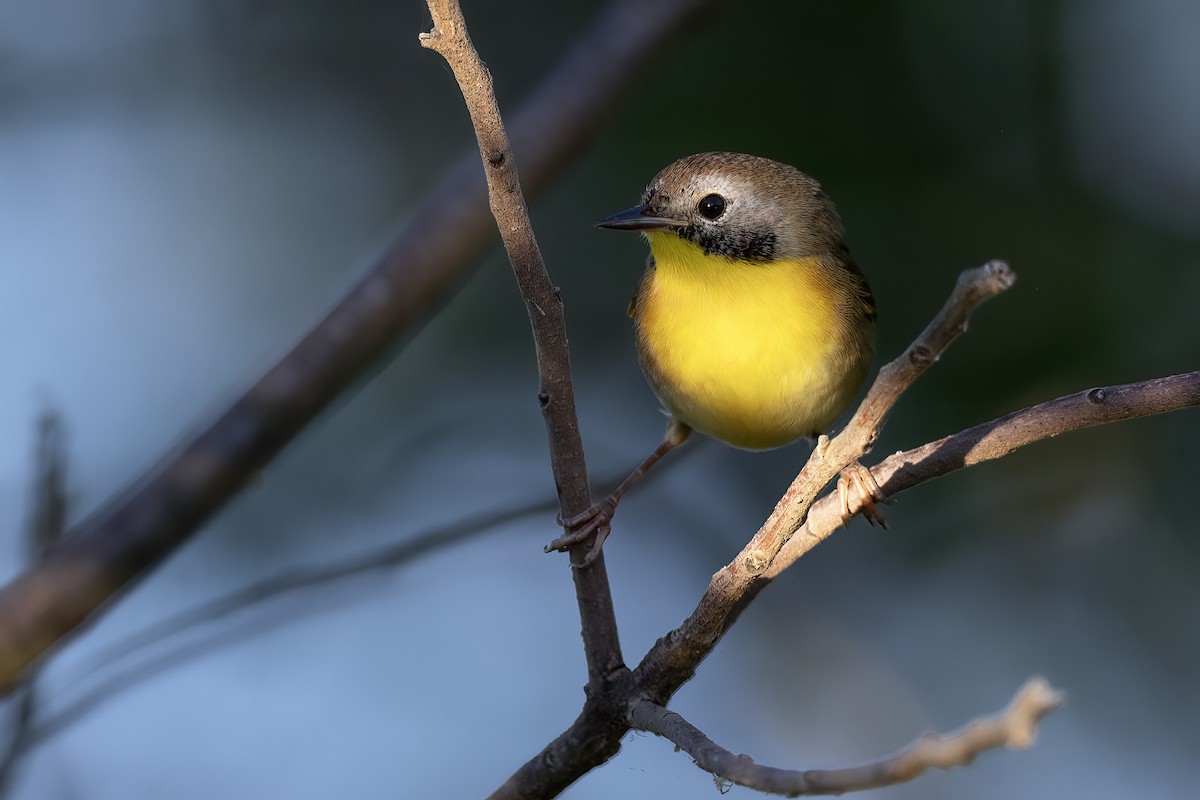 Common Yellowthroat - ML641304239