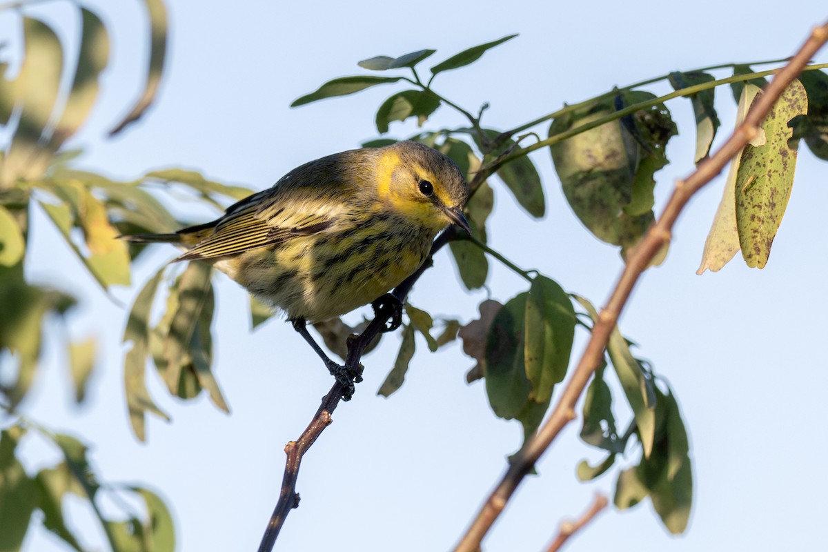 Cape May Warbler - ML641304249