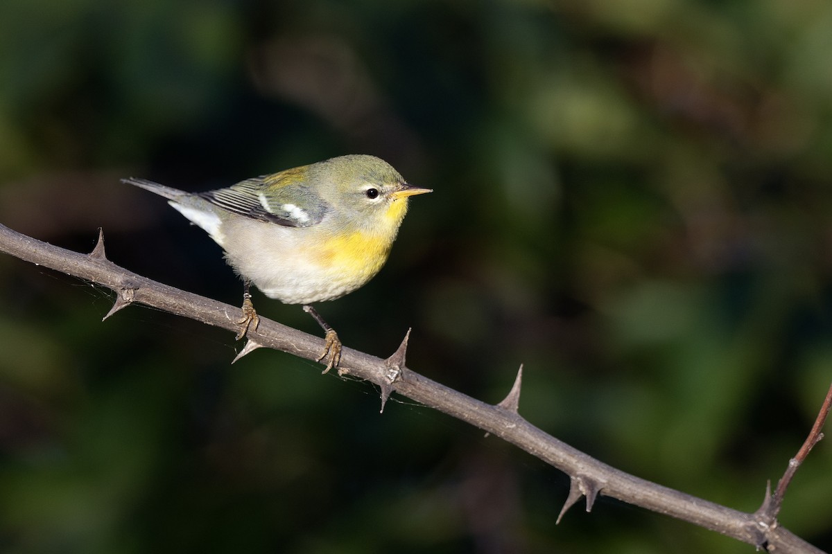 Northern Parula - ML641304259