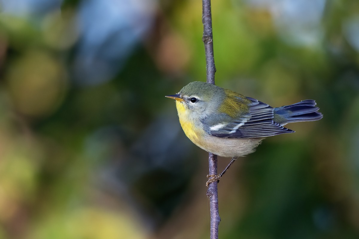 Northern Parula - ML641304260