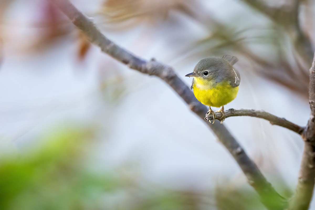 Magnolia Warbler - ML641304284