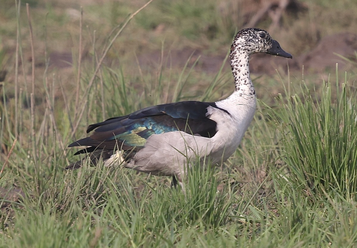 Knob-billed Duck - ML641304298