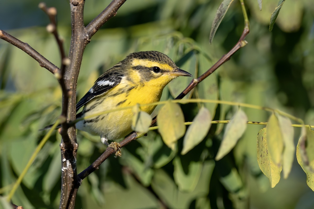 Blackburnian Warbler - ML641304303