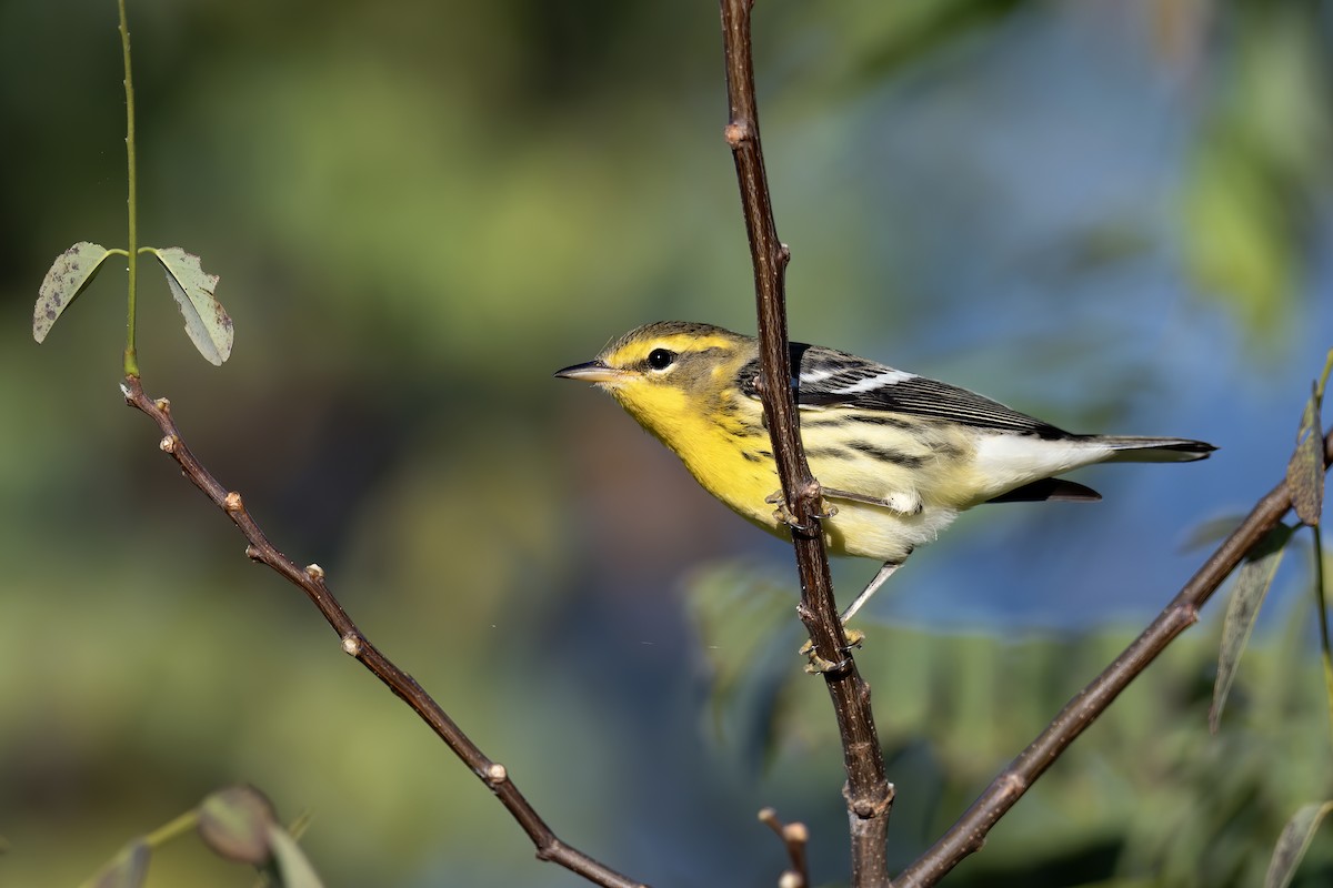 Blackburnian Warbler - ML641304304