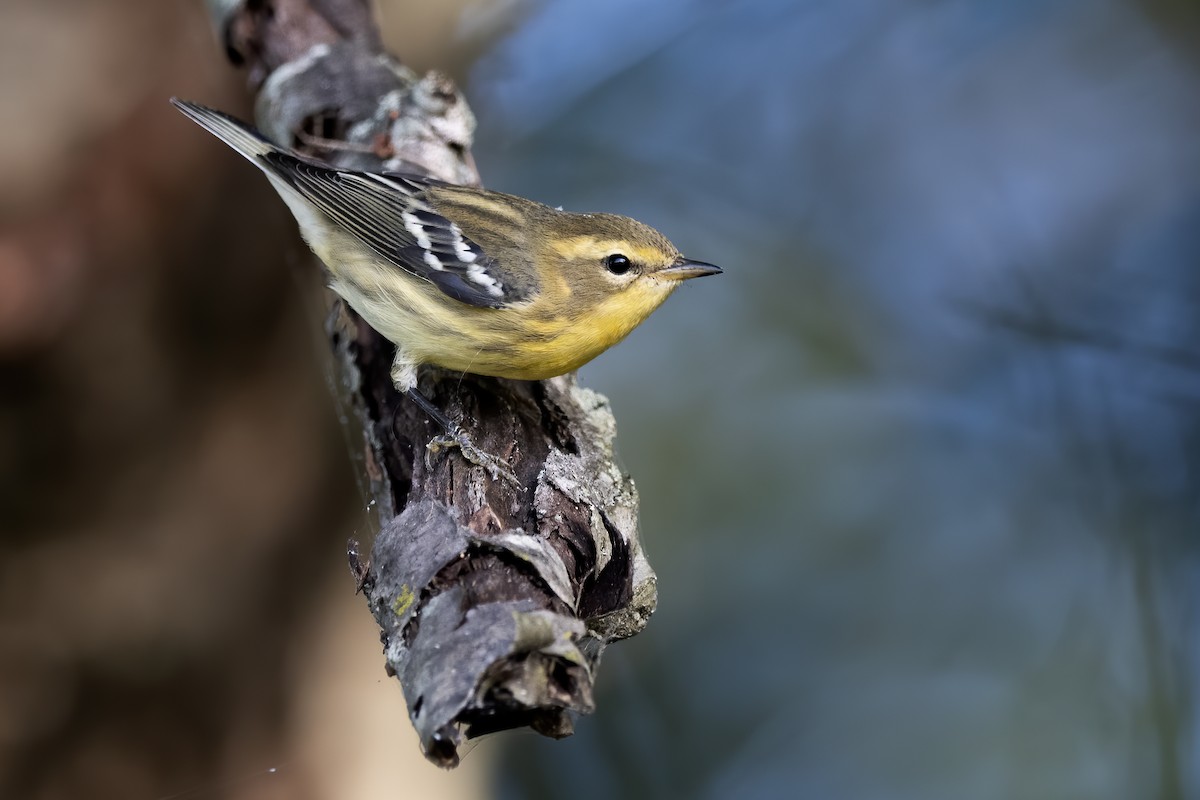 Blackburnian Warbler - ML641304305