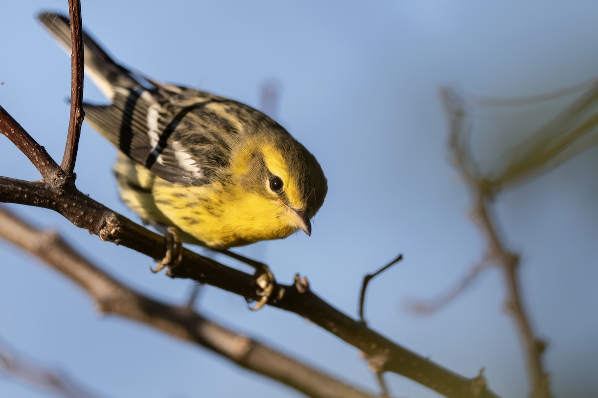 Blackburnian Warbler - ML641304306