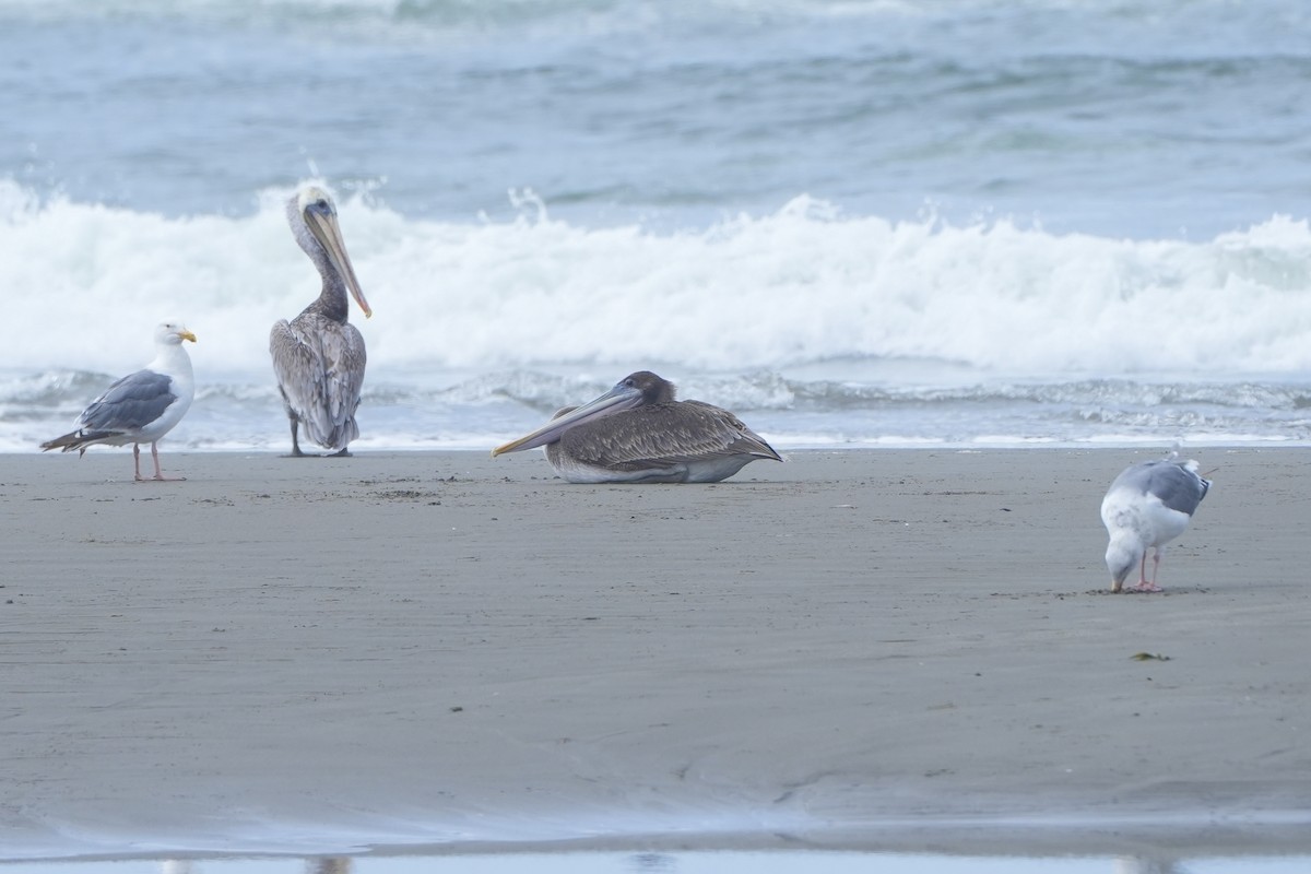 Brown Pelican - ML641304319