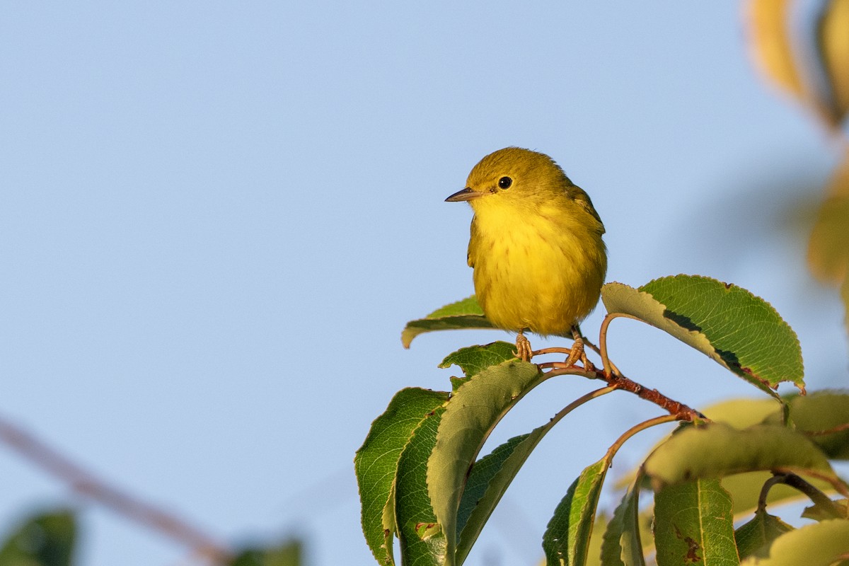 Yellow Warbler - ML641304322