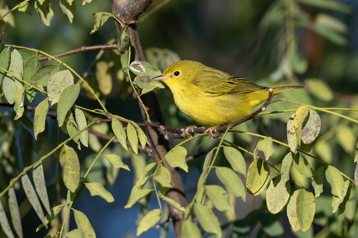 Yellow Warbler - ML641304323