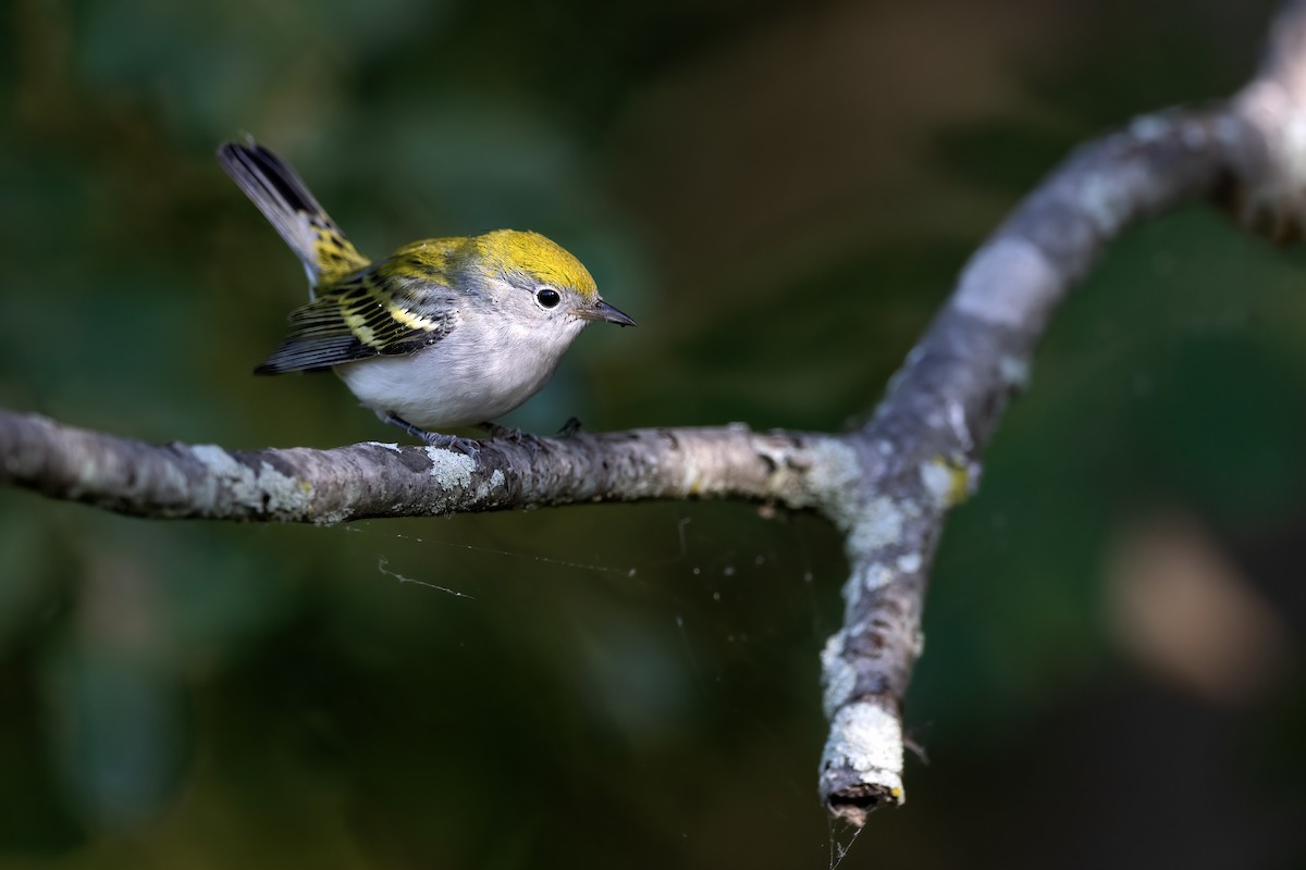Chestnut-sided Warbler - ML641304331