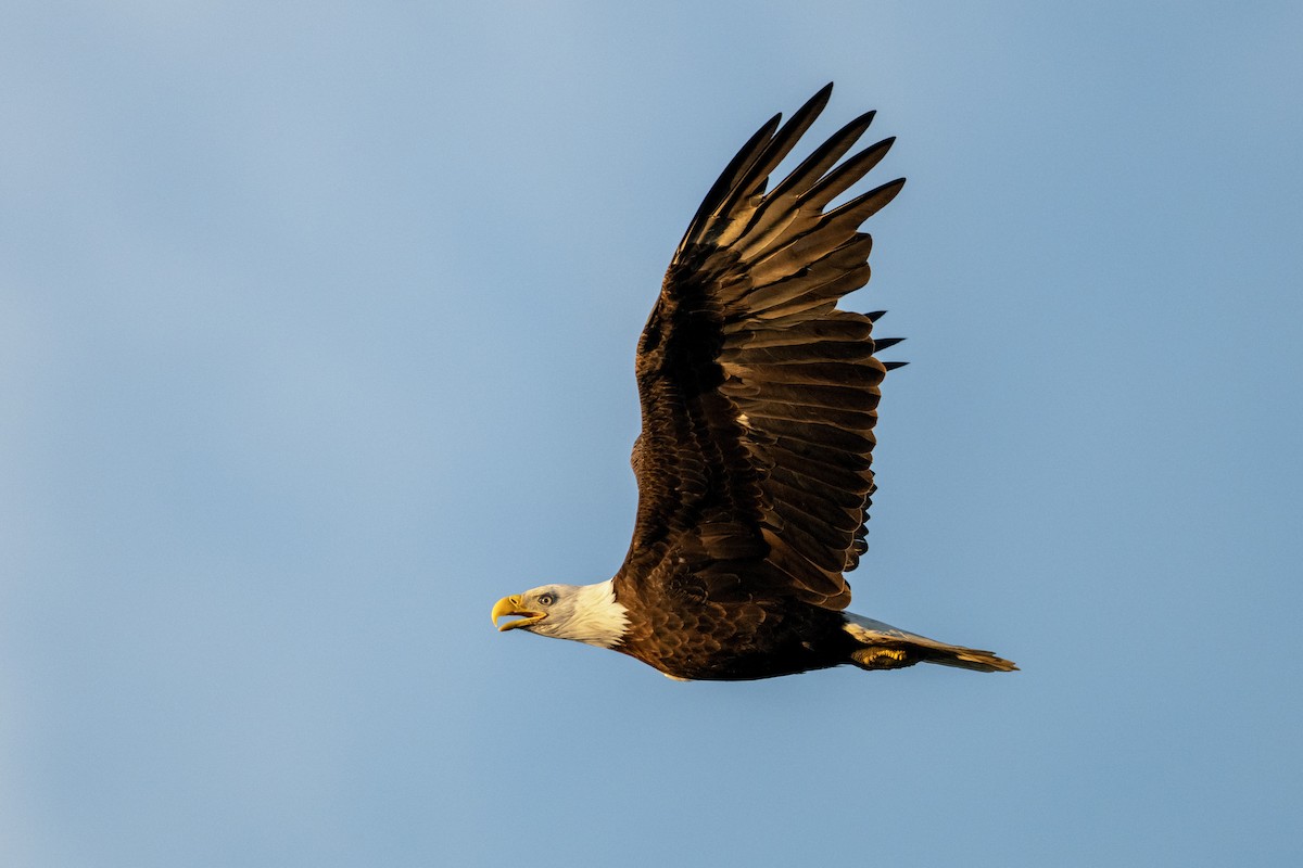 Bald Eagle - ML641304357