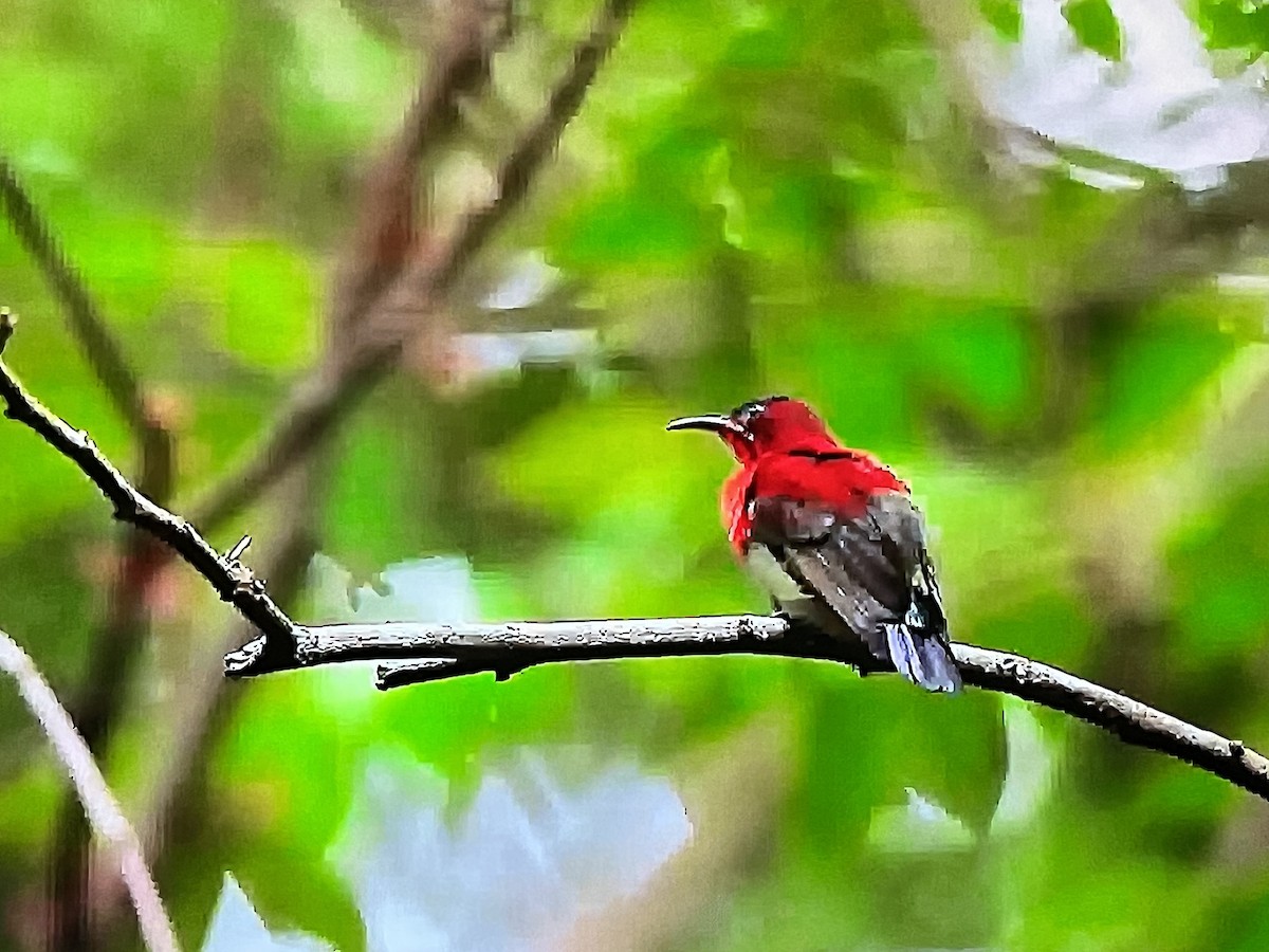 Crimson Sunbird (Goulpourah) - ML641304366